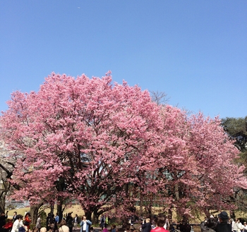 sakura01.jpg