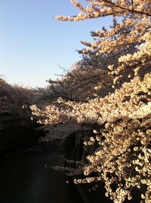 sakura0408.jpg